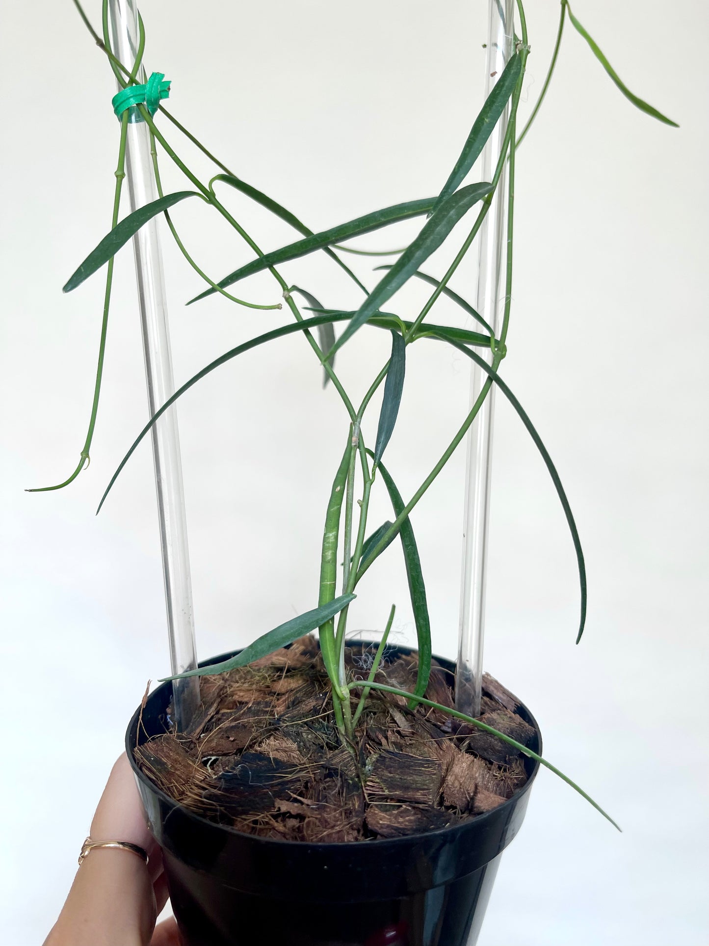 Hoya Stenophylla 4" Pot with Trellis