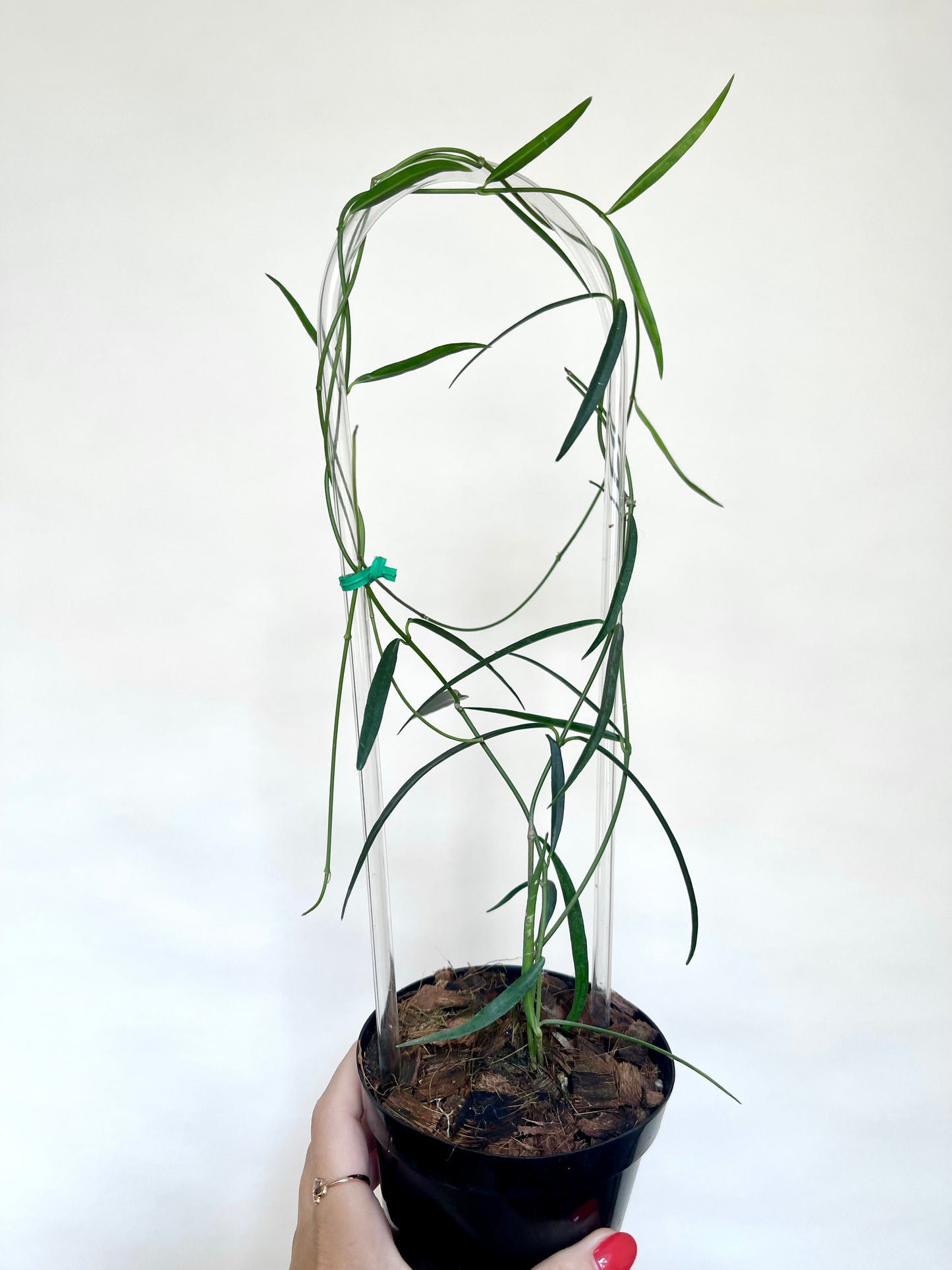 Hoya Stenophylla 4" Pot with Trellis