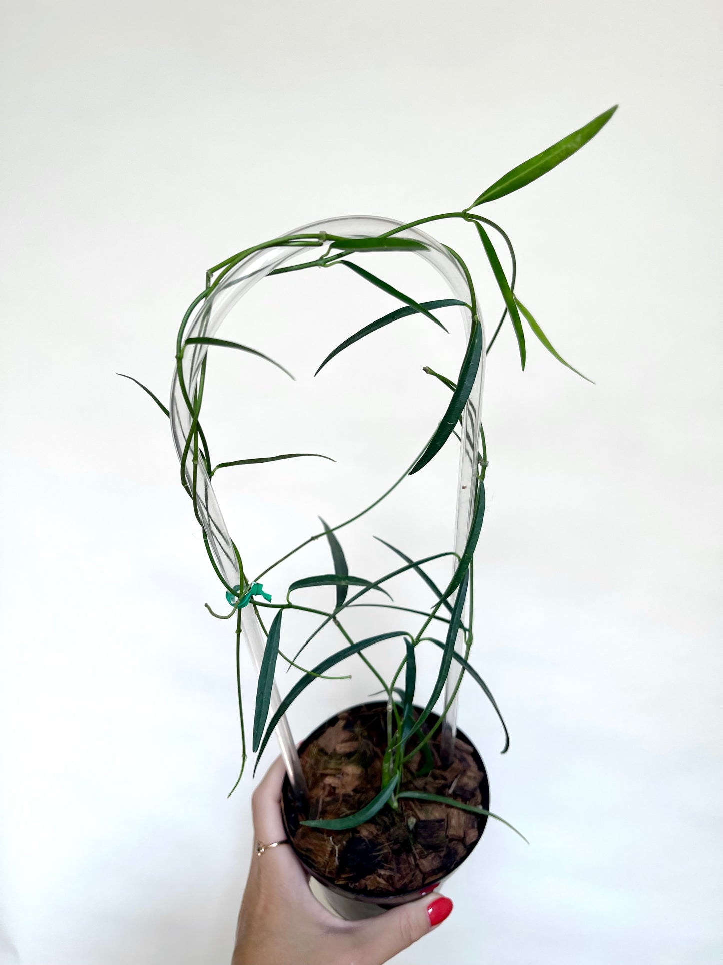 Hoya Stenophylla 4" Pot with Trellis