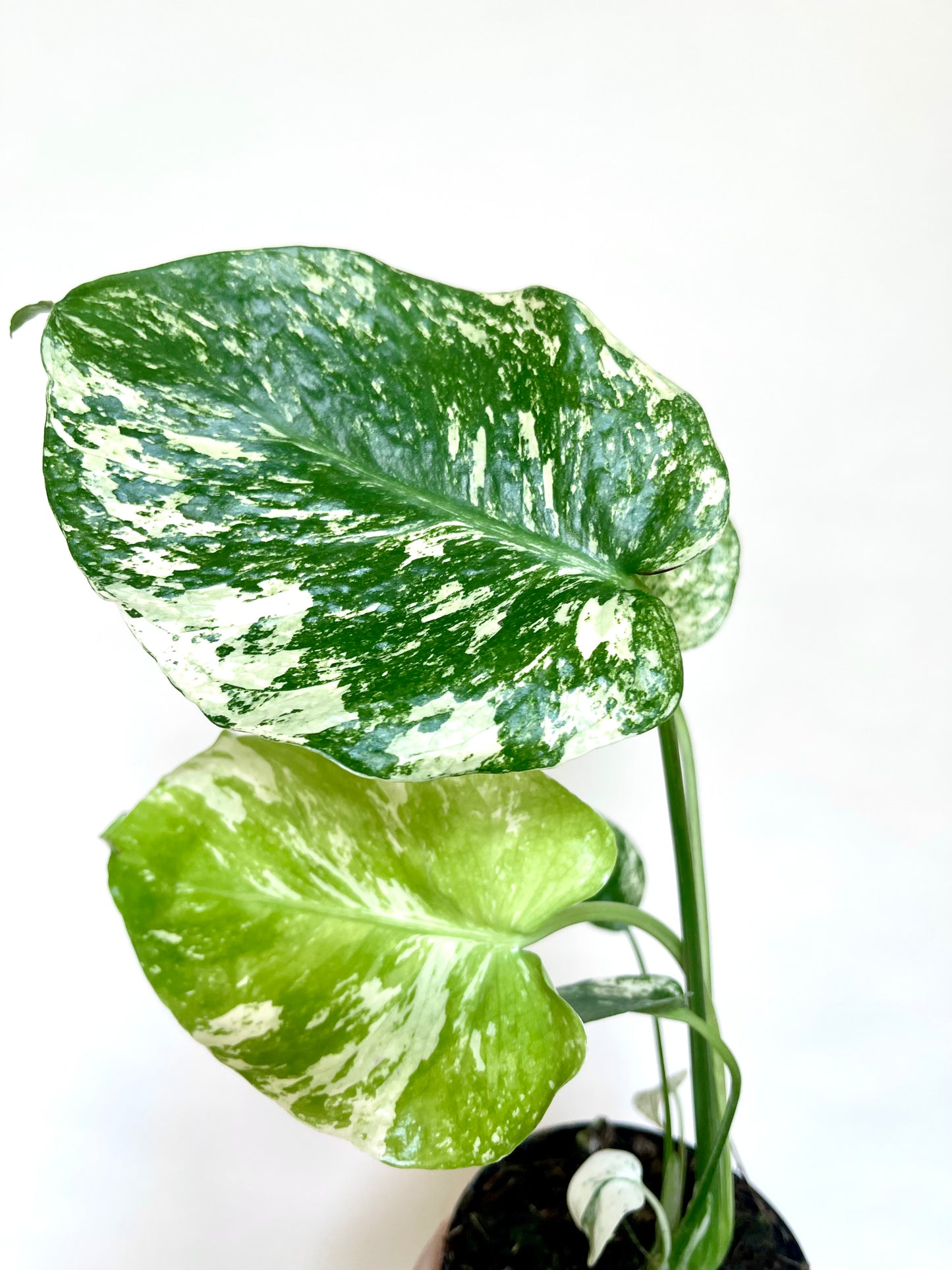 Monstera Mint White Monster 4” Pot
