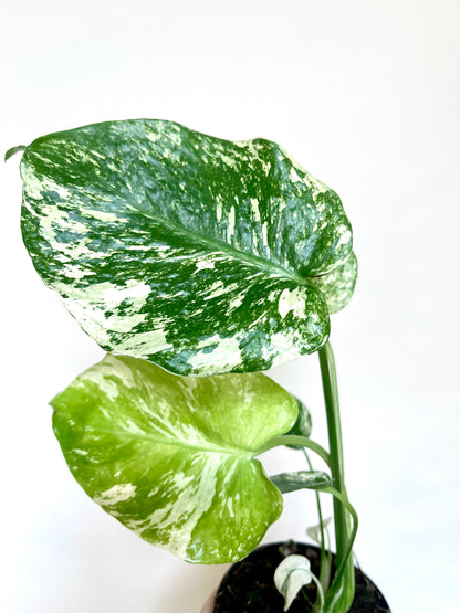 Monstera Mint White Monster 4” Pot