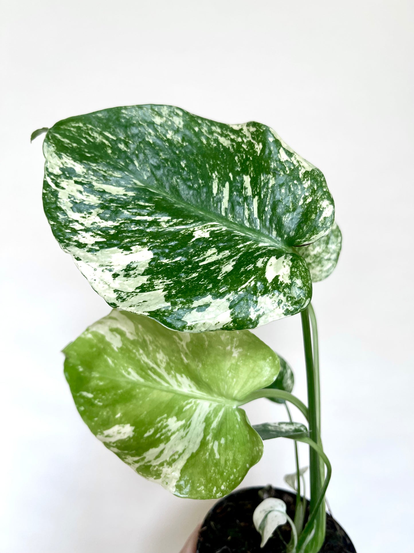 Monstera Mint White Monster 4” Pot