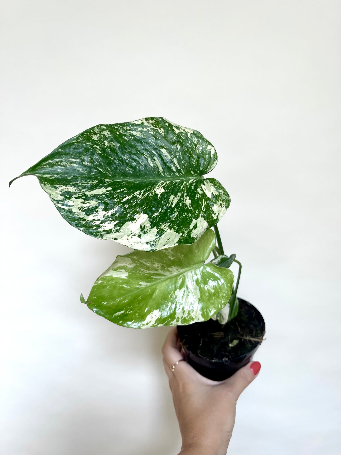 Monstera Mint White Monster 4” Pot