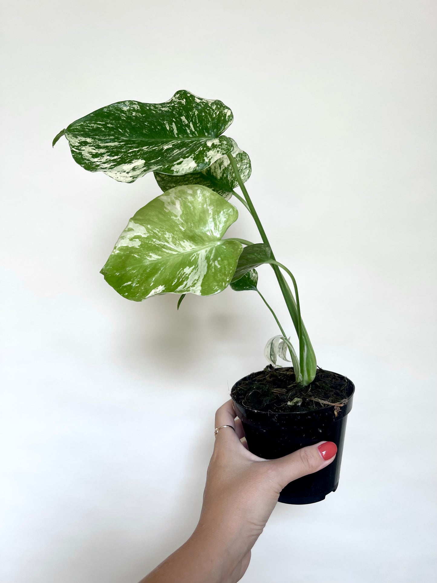 Monstera Mint White Monster 4” Pot