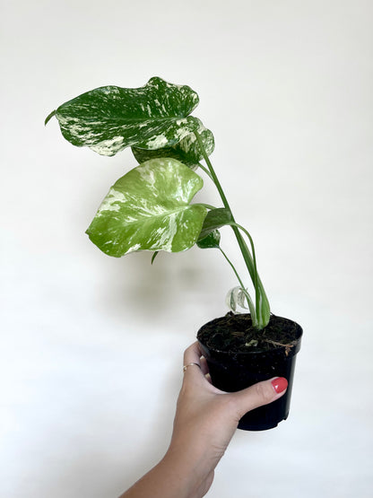 Monstera Mint White Monster 4” Pot