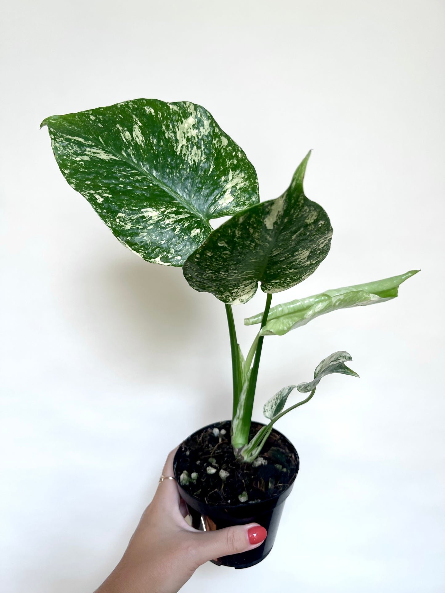 Monstera Mint White Monster 4” Pot