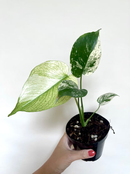 Monstera Mint White Monster 4” Pot