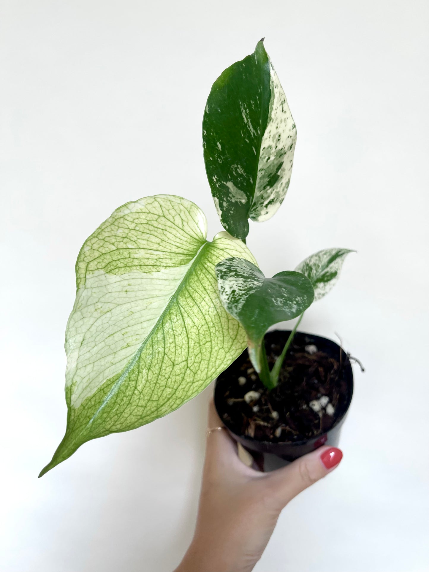 Monstera Mint White Monster 4” Pot