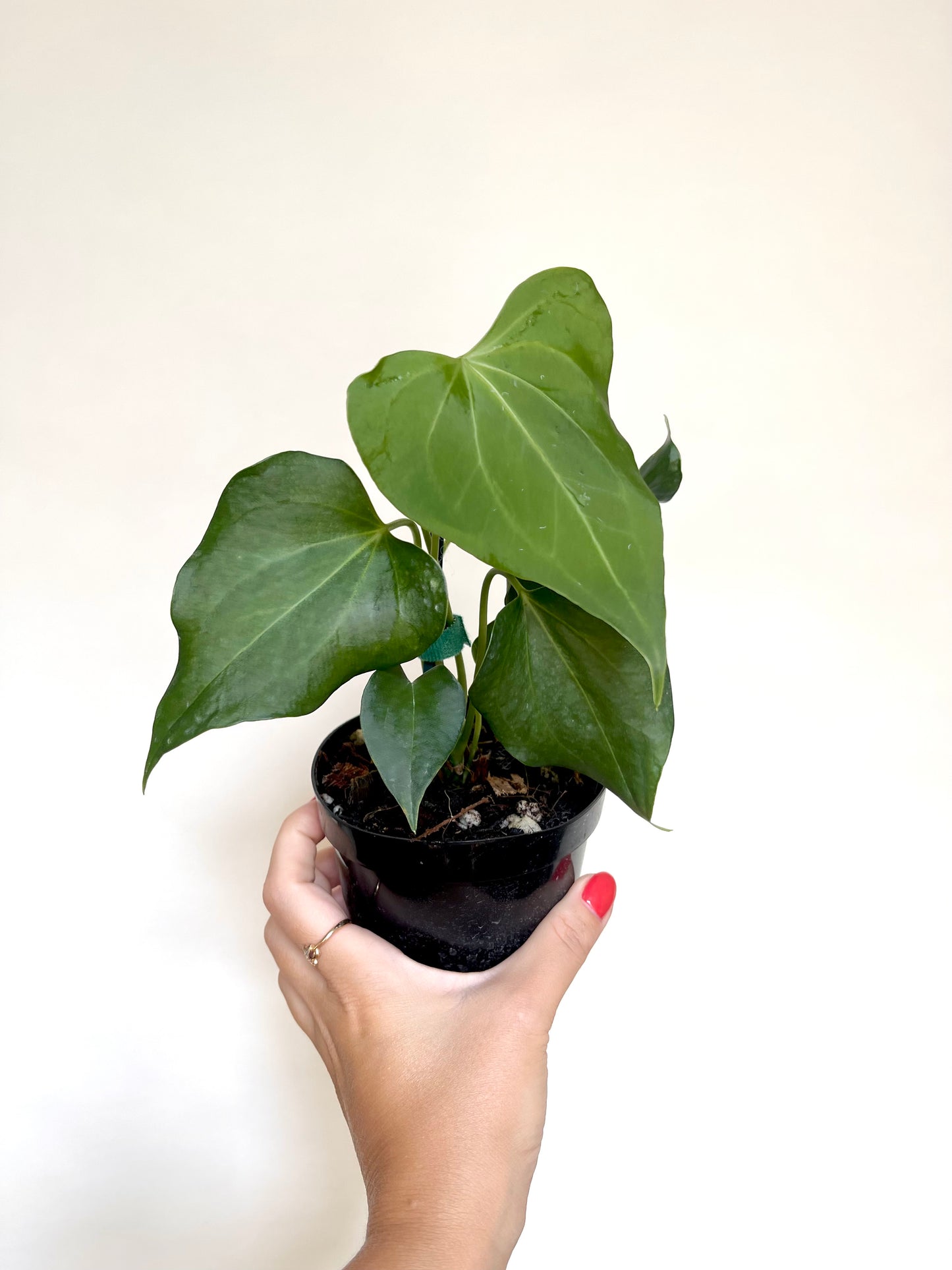 Anthurium Delta Force 4” Pot