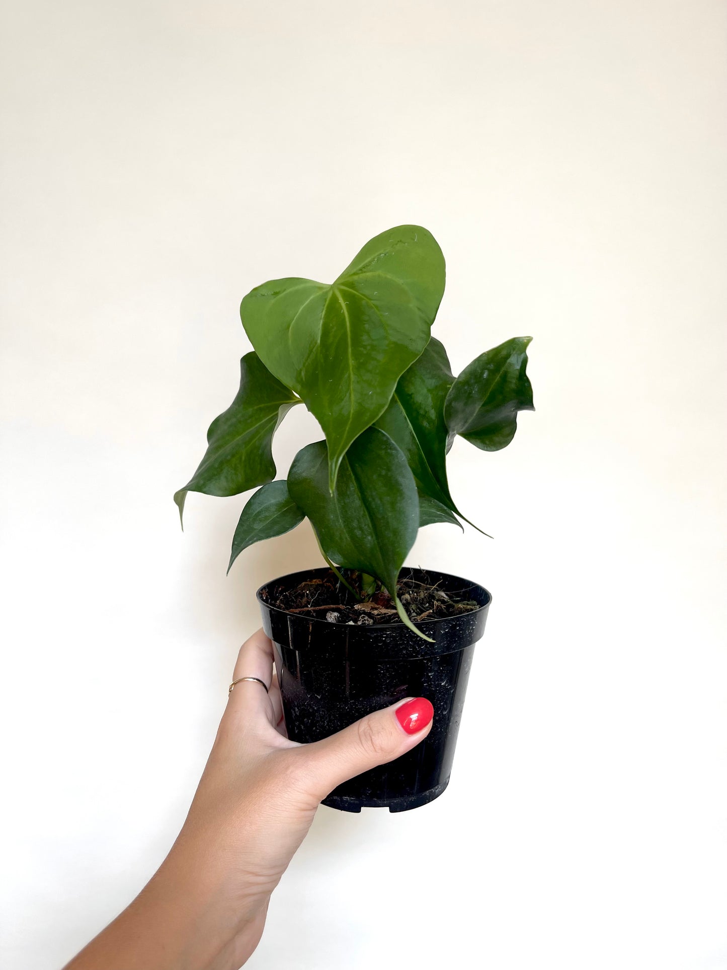 Anthurium Delta Force 4” Pot