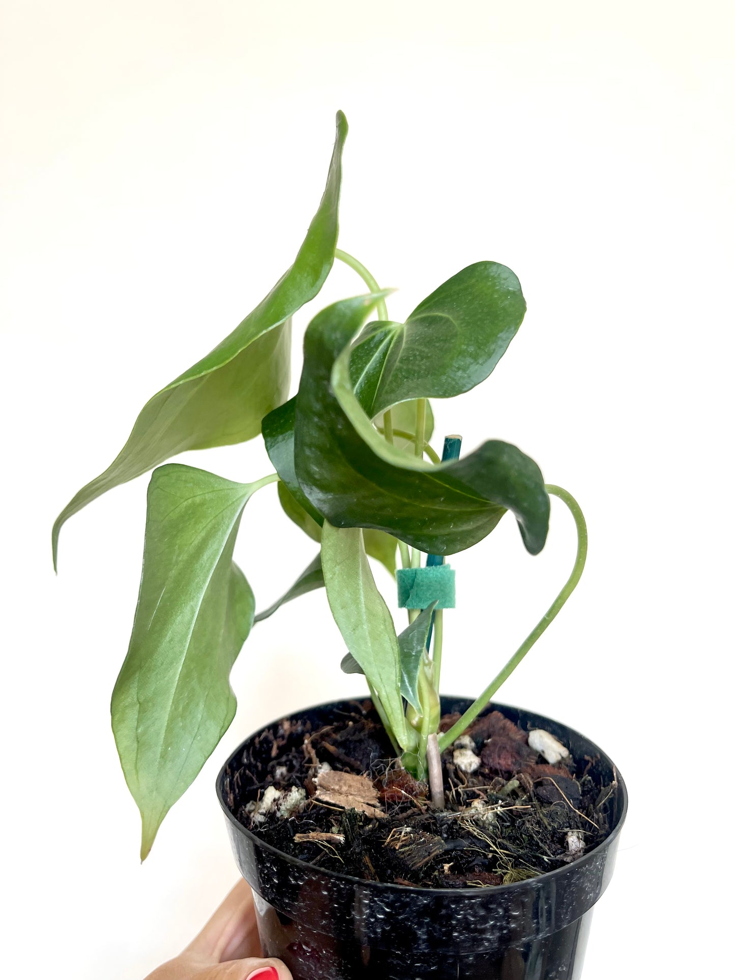 Anthurium Delta Force 4” Pot