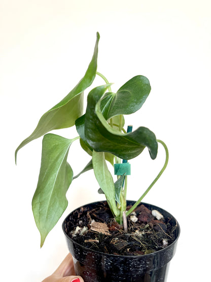 Anthurium Delta Force 4” Pot