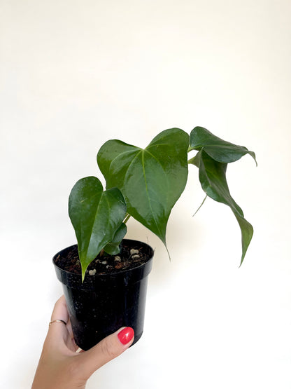 Anthurium Delta Force 4” Pot