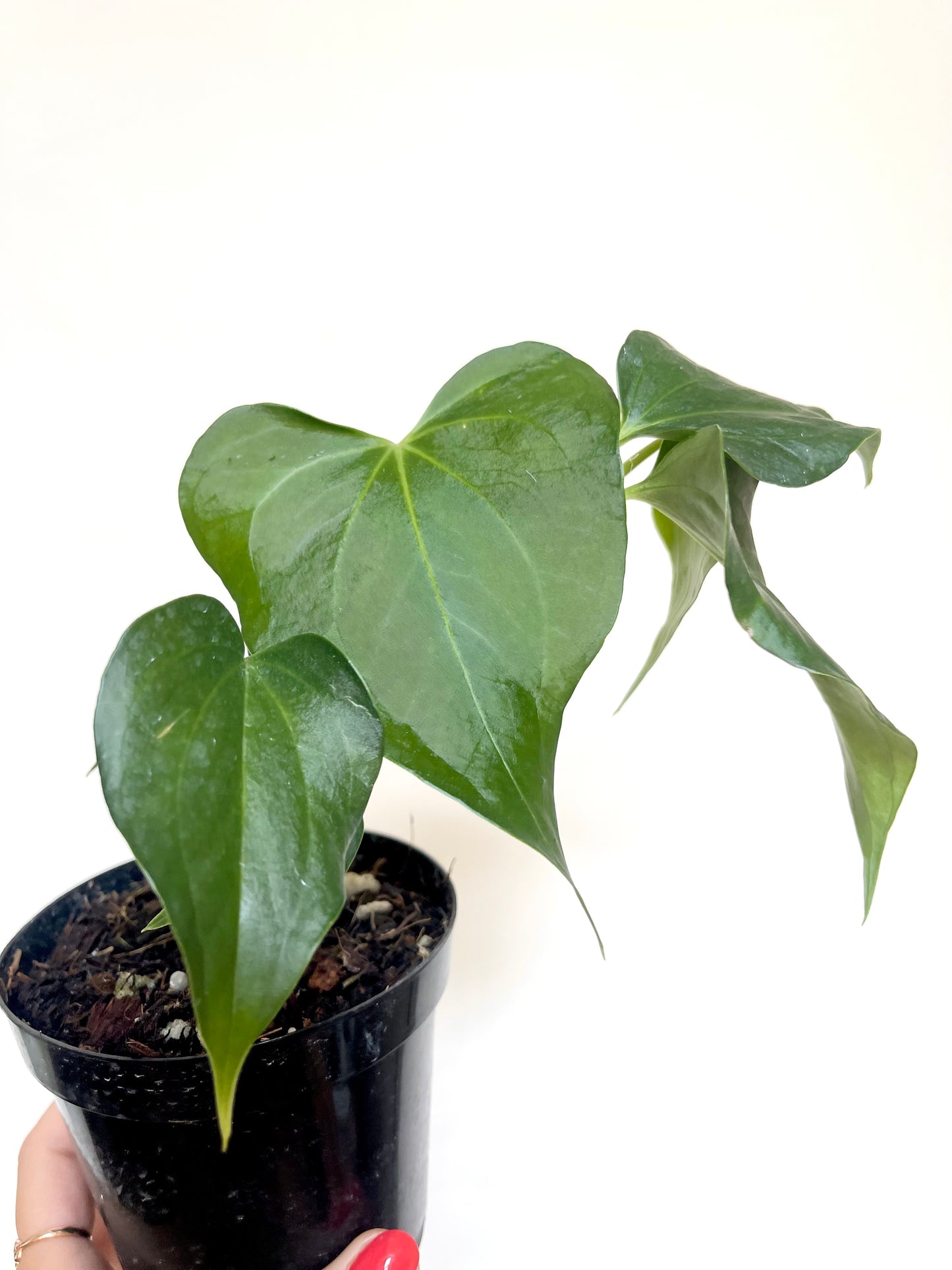 Anthurium Delta Force 4” Pot