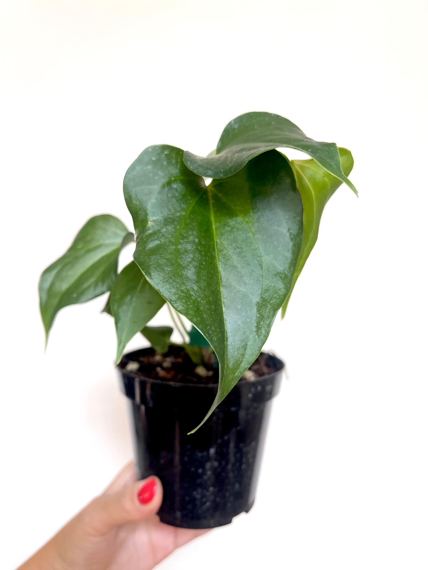 Anthurium Delta Force 4” Pot