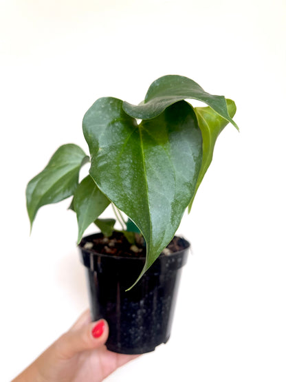 Anthurium Delta Force 4” Pot