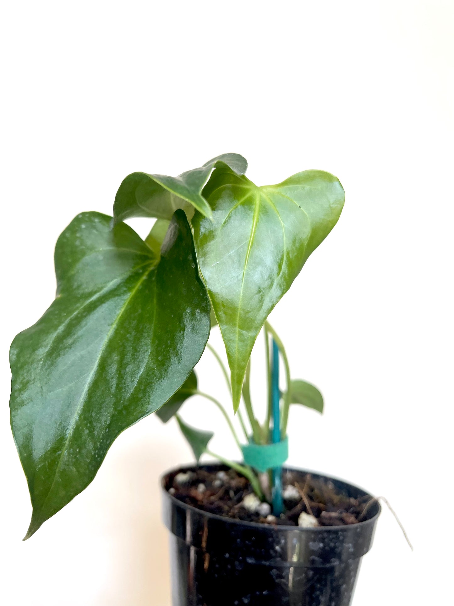Anthurium Delta Force 4” Pot
