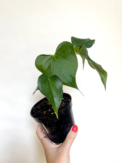 Anthurium Delta Force 4” Pot