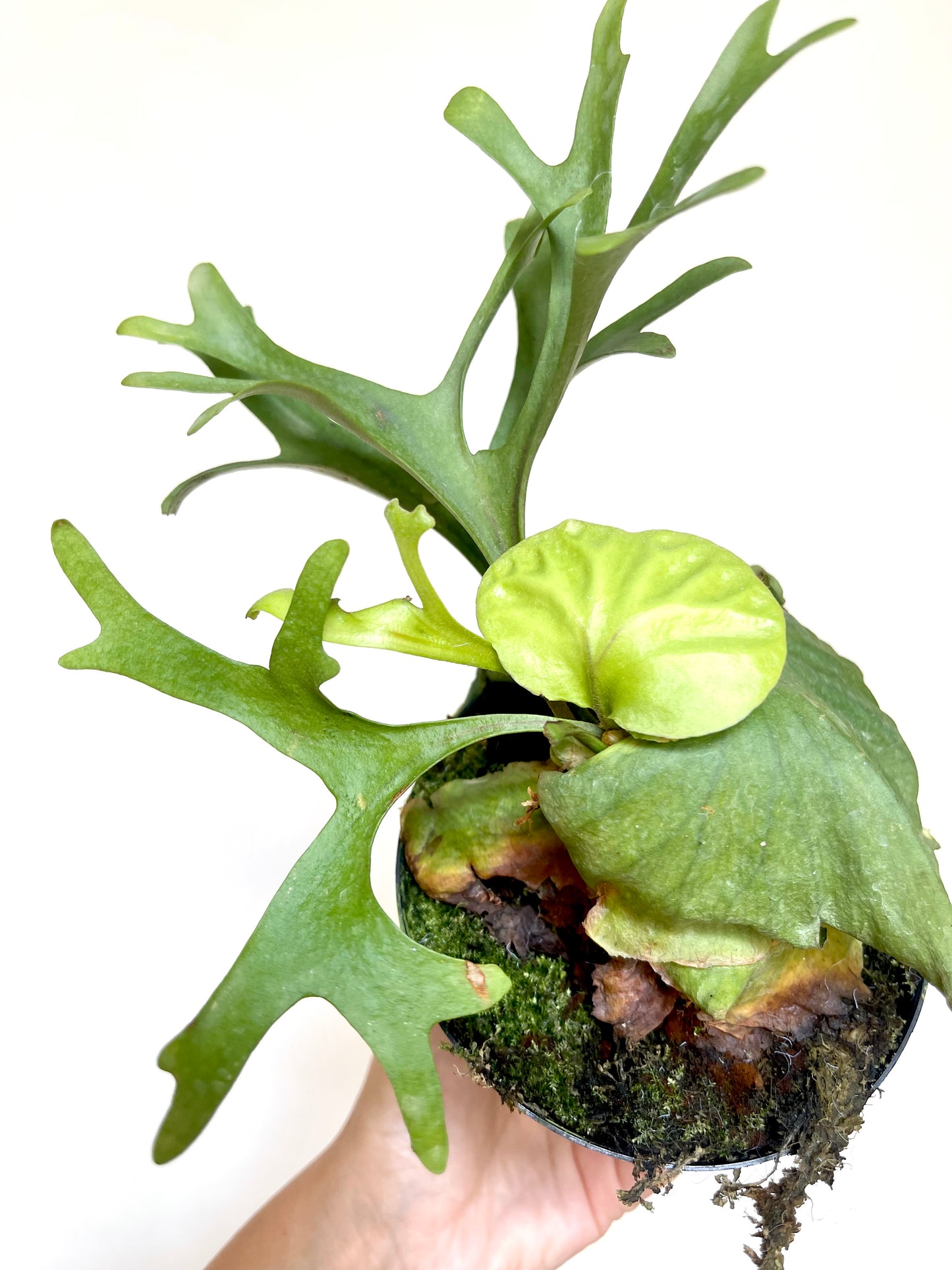 Platycerium Ridleyi Staghorn Fern 4" Pot