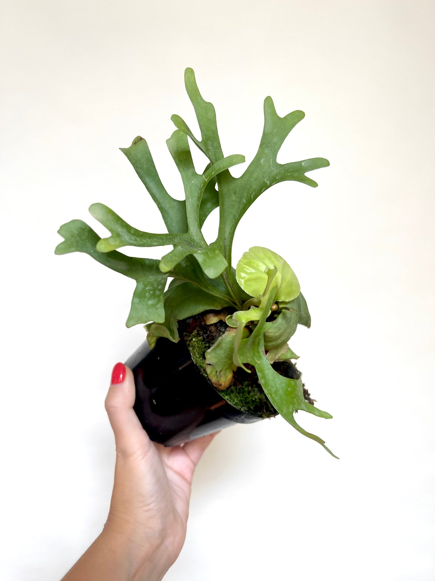 Platycerium Ridleyi Staghorn Fern 4" Pot