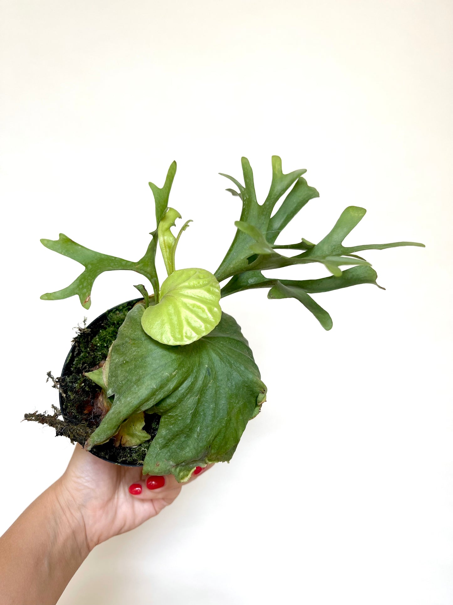 Platycerium Ridleyi Staghorn Fern 4" Pot