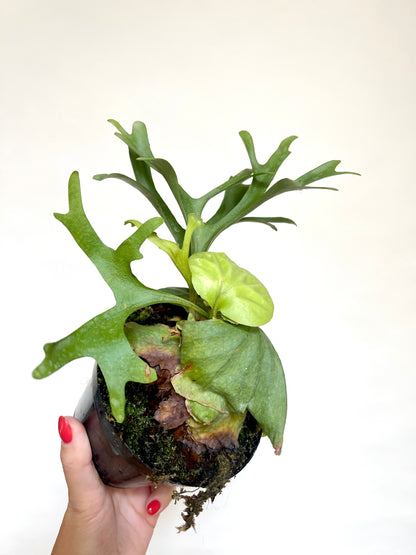 Platycerium Ridleyi Staghorn Fern 4" Pot