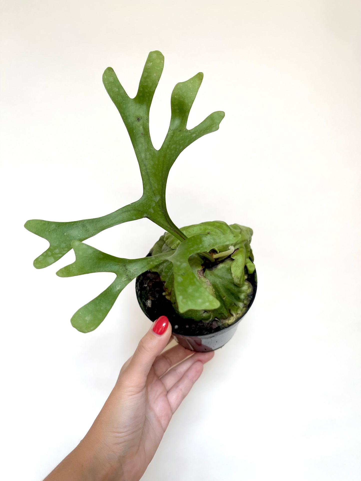 Platycerium Ridleyi Staghorn Fern 4" Pot