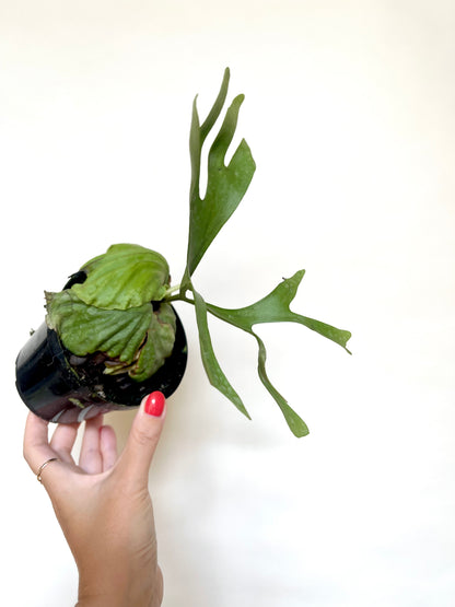 Platycerium Ridleyi Staghorn Fern 4" Pot