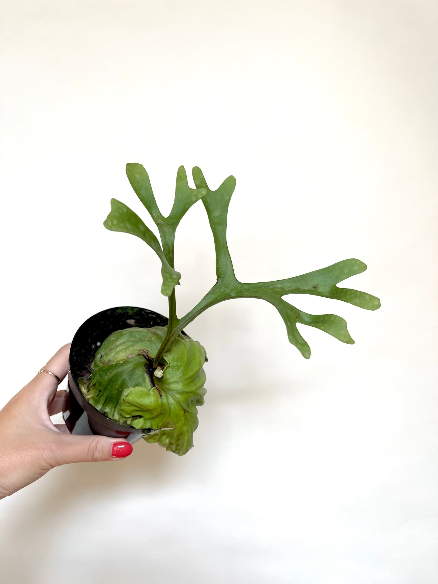 Platycerium Ridleyi Staghorn Fern 4" Pot