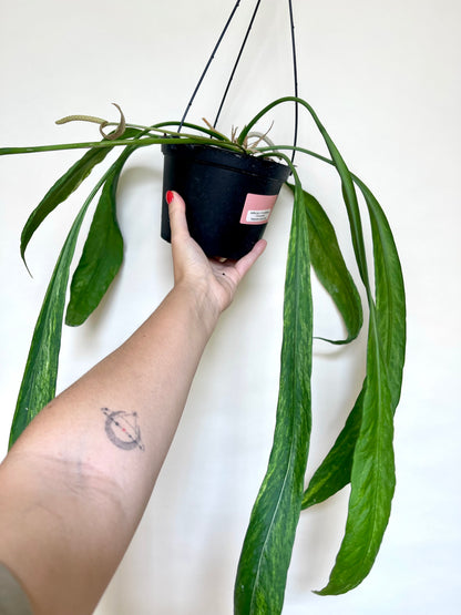 Anthurium Vittariifolium Variegated 6" Hanging Pot