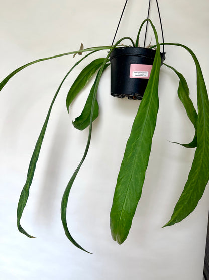 Anthurium Vittariifolium Variegated 6" Hanging Pot