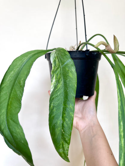 Anthurium Vittariifolium Variegated 6" Hanging Pot
