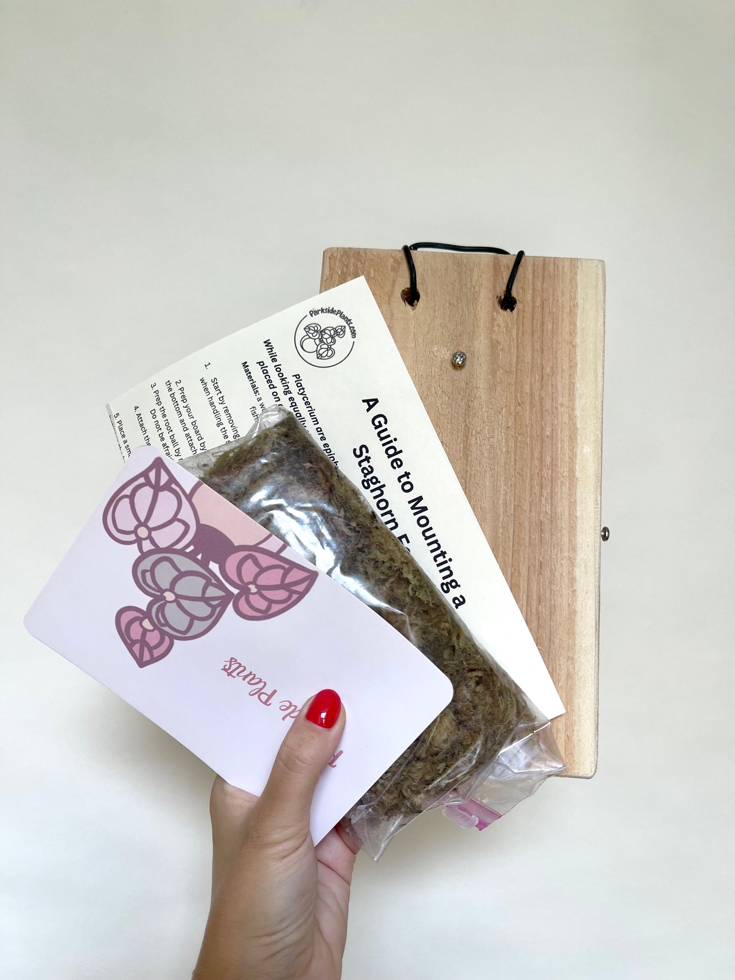 Staghorn Fern Mounting Kit: Cedar Board, Moss, Plant