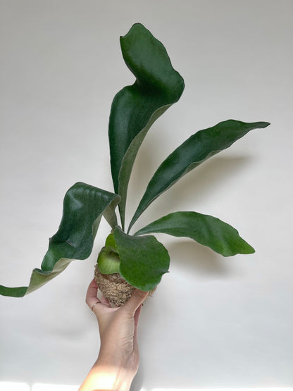 Staghorn Fern Plant Kokedama