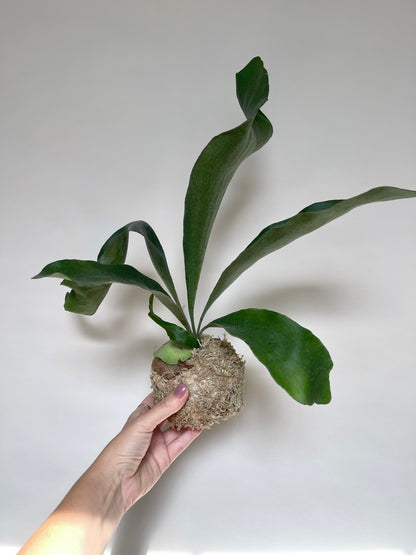 Staghorn Fern Plant Kokedama