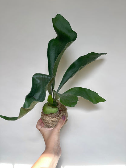 Staghorn Fern Plant Kokedama