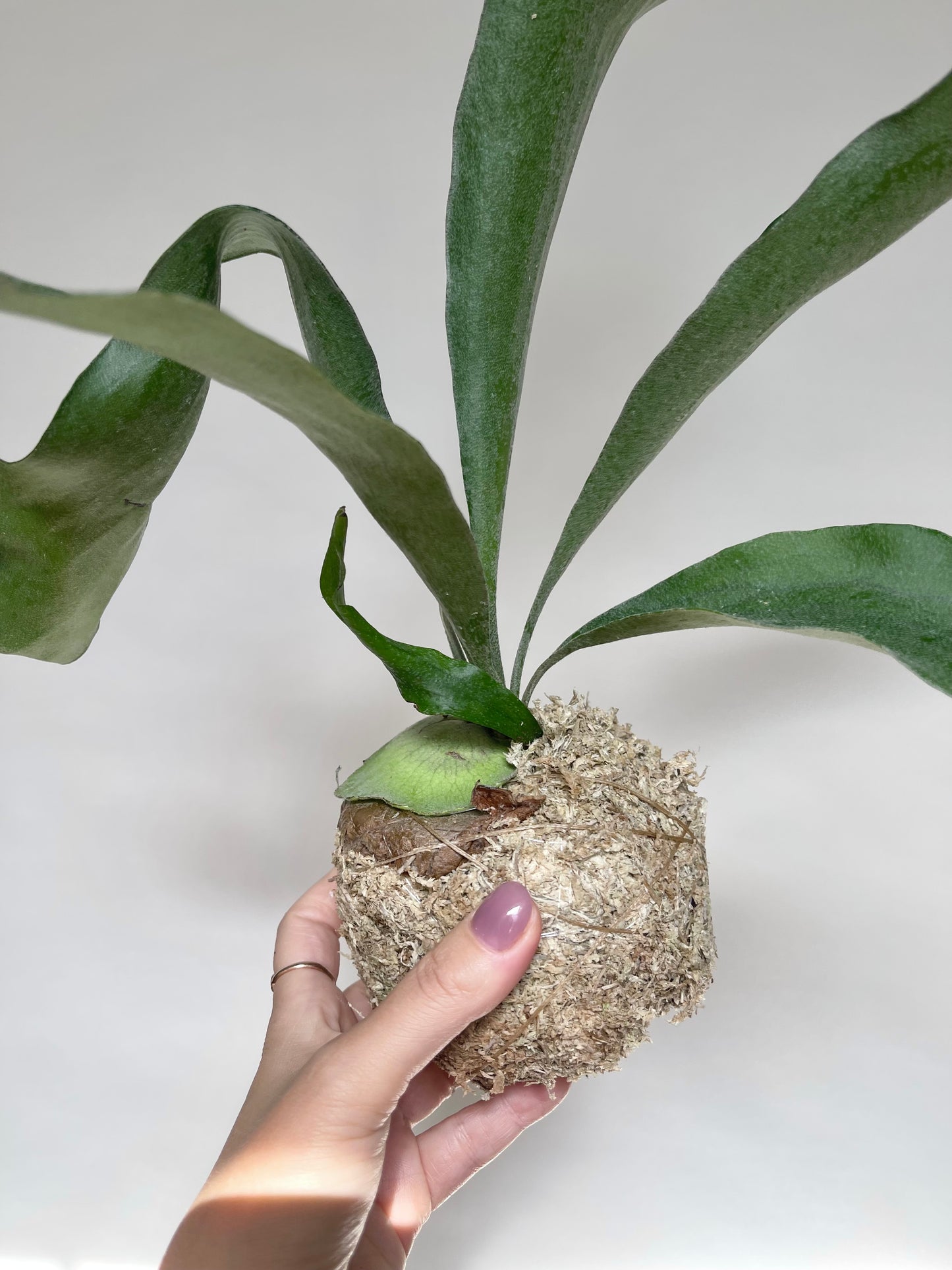 Staghorn Fern Plant Kokedama