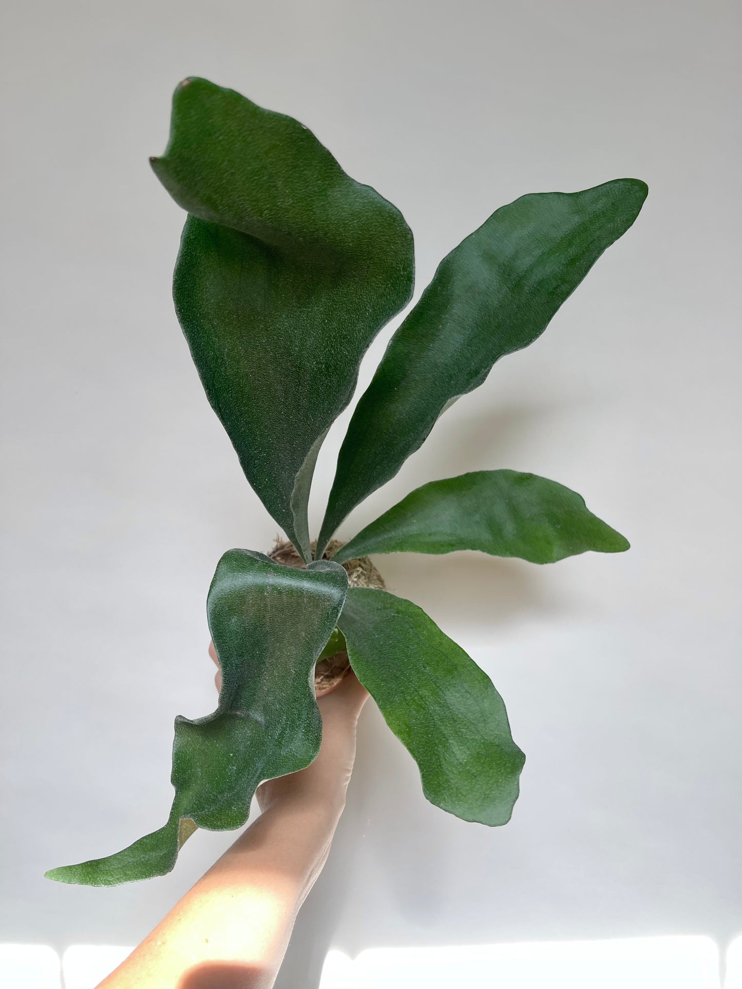 Staghorn Fern Plant Kokedama