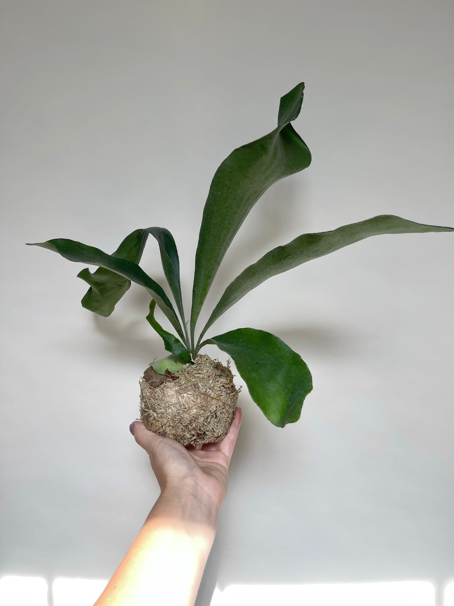 Staghorn Fern Plant Kokedama