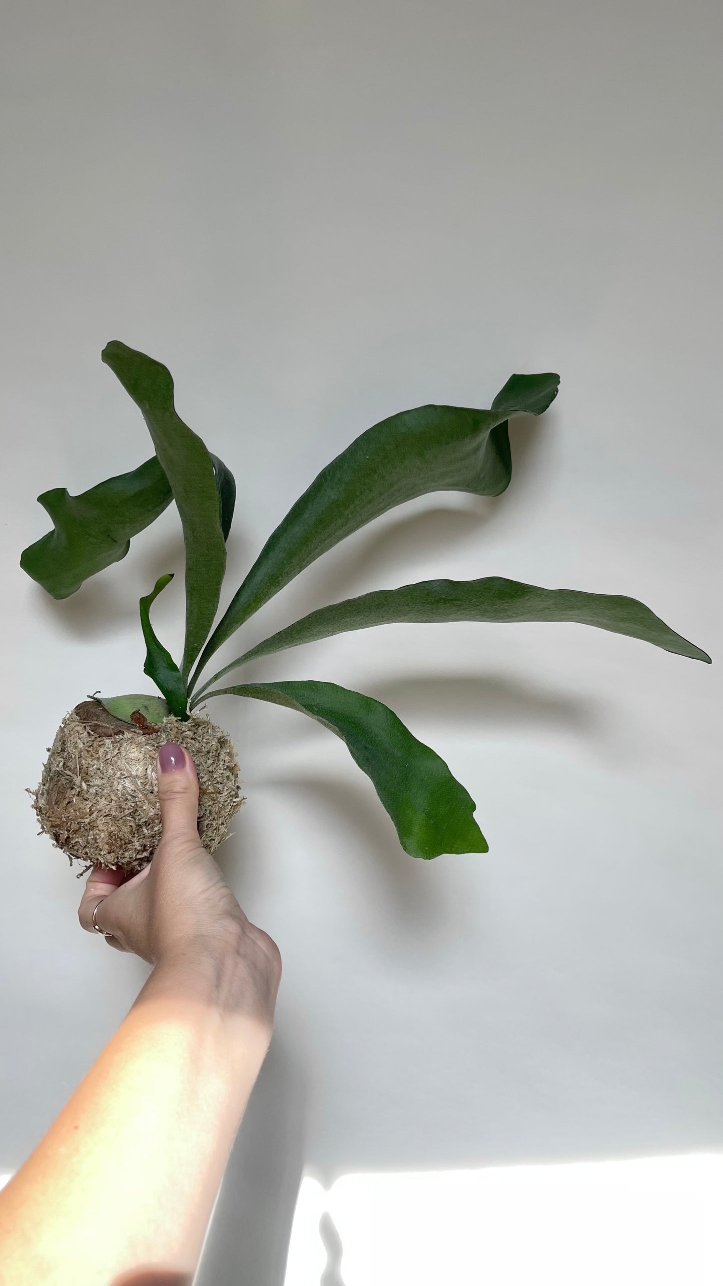 Staghorn Fern Plant Kokedama
