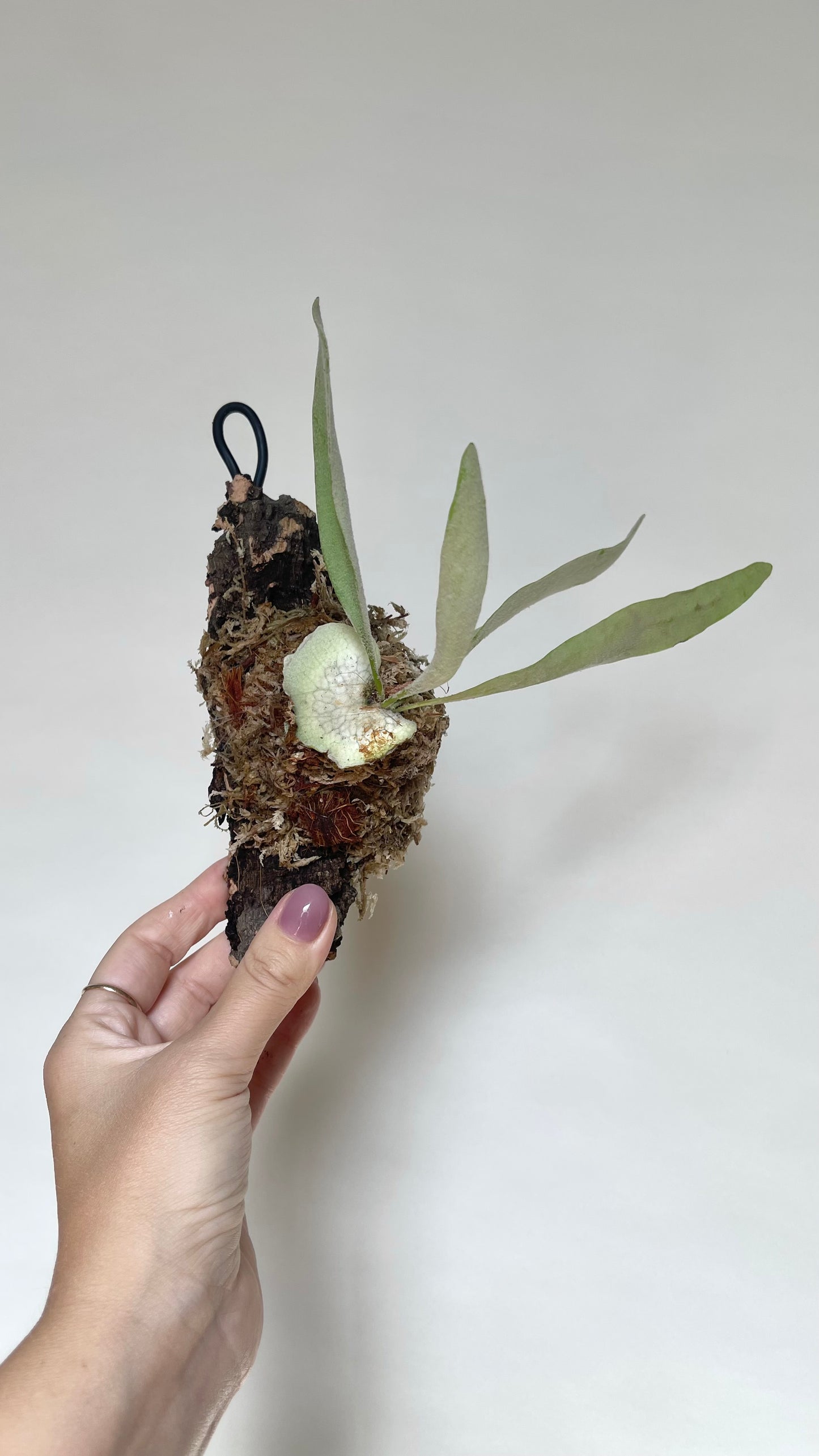 Platycerium Veitchii Staghorn Fern Mounted on Cork Live Plant