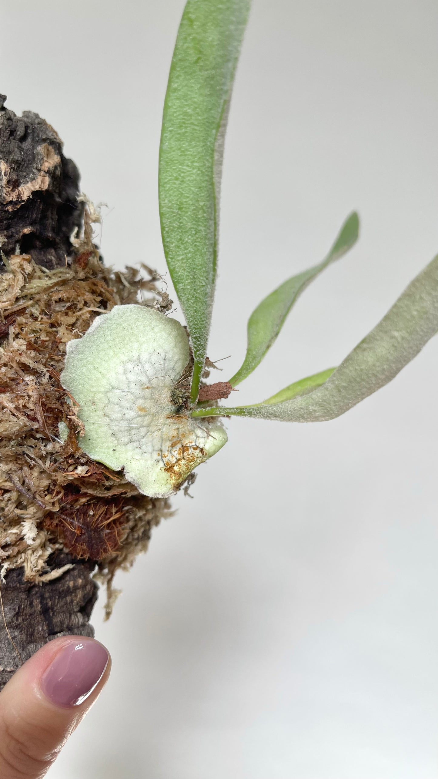 Platycerium Veitchii Staghorn Fern Mounted on Cork Live Plant