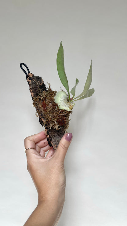 Platycerium Veitchii Staghorn Fern Mounted on Cork Live Plant