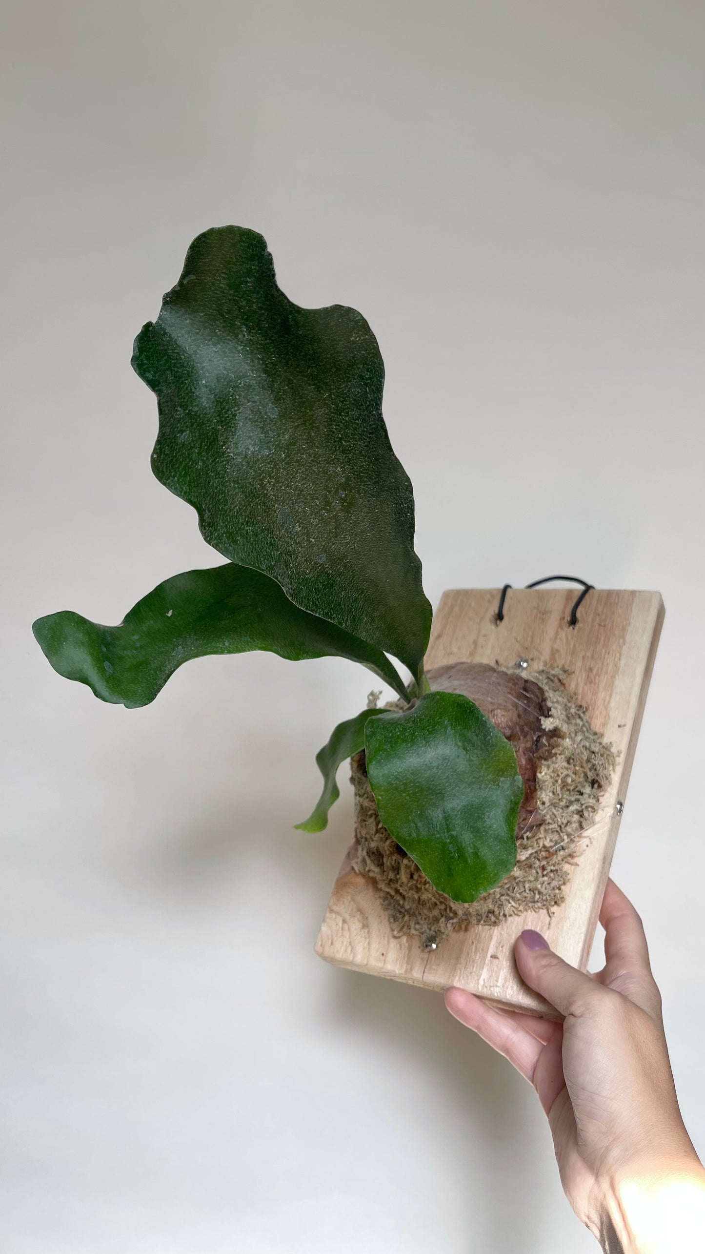 Staghorn Fern Plant Mounted on Cedar Board