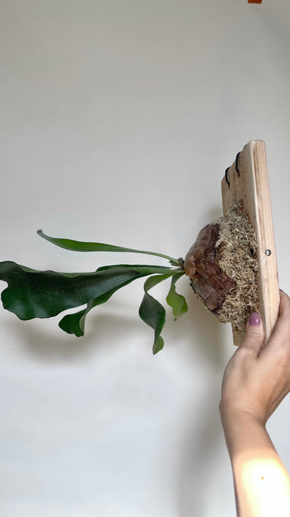Staghorn Fern Plant Mounted on Cedar Board