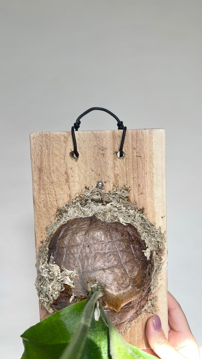 Staghorn Fern Plant Mounted on Cedar Board