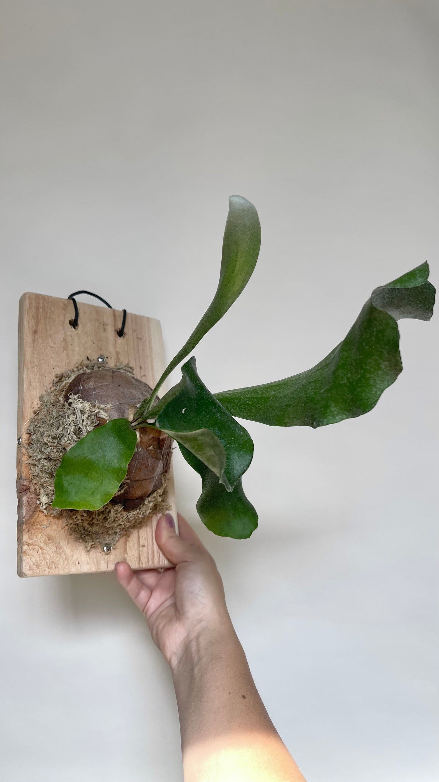 Staghorn Fern Plant Mounted on Cedar Board
