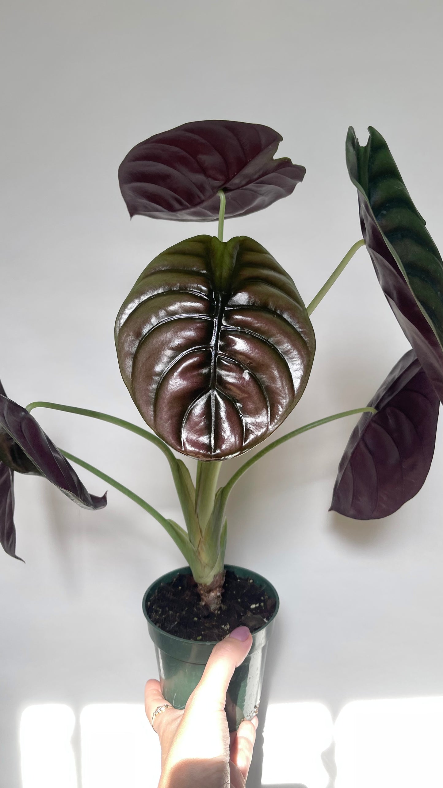 Alocasia Cuprea Red Secret 4” Pot