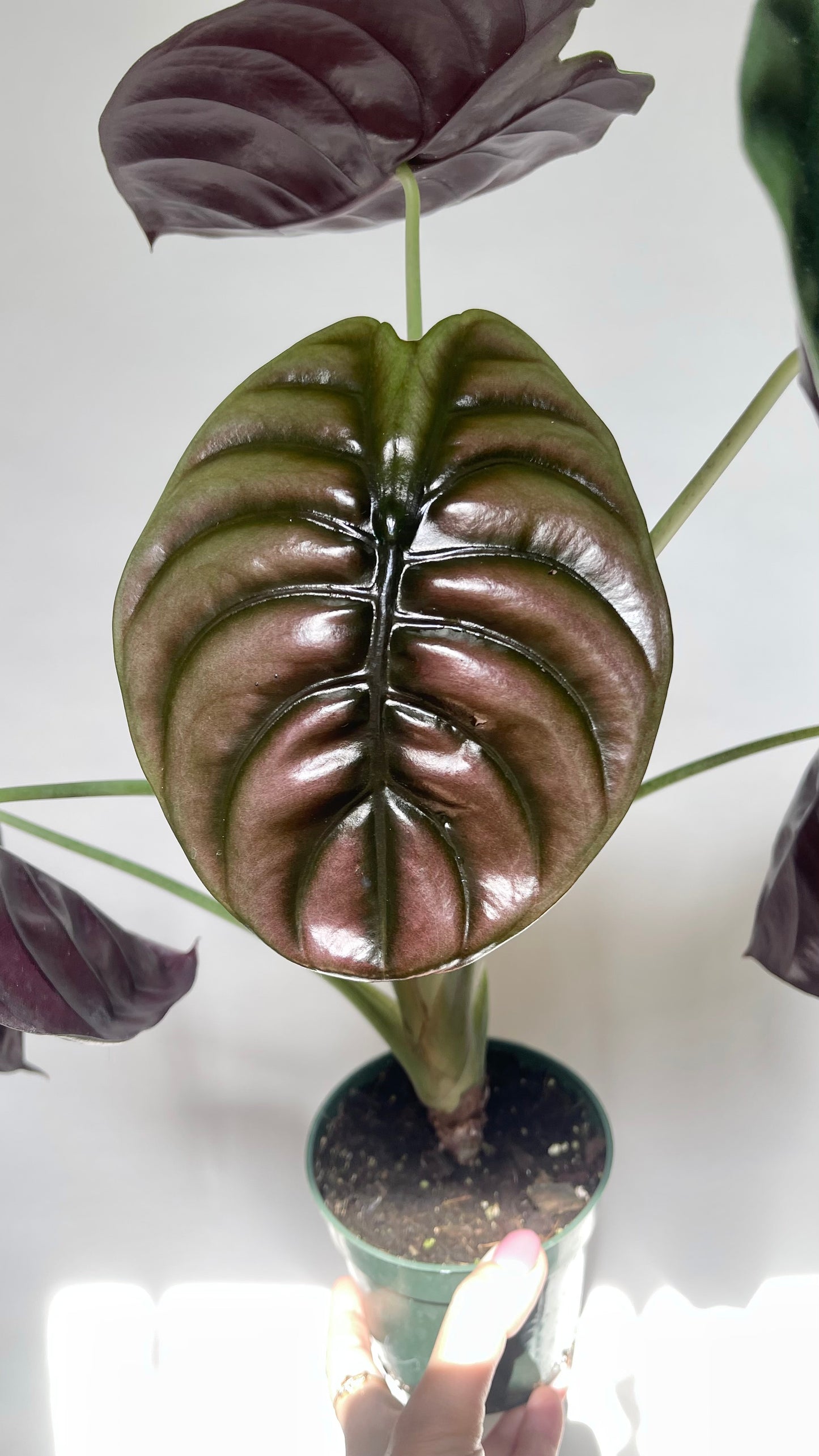 Alocasia Cuprea Red Secret 4” Pot