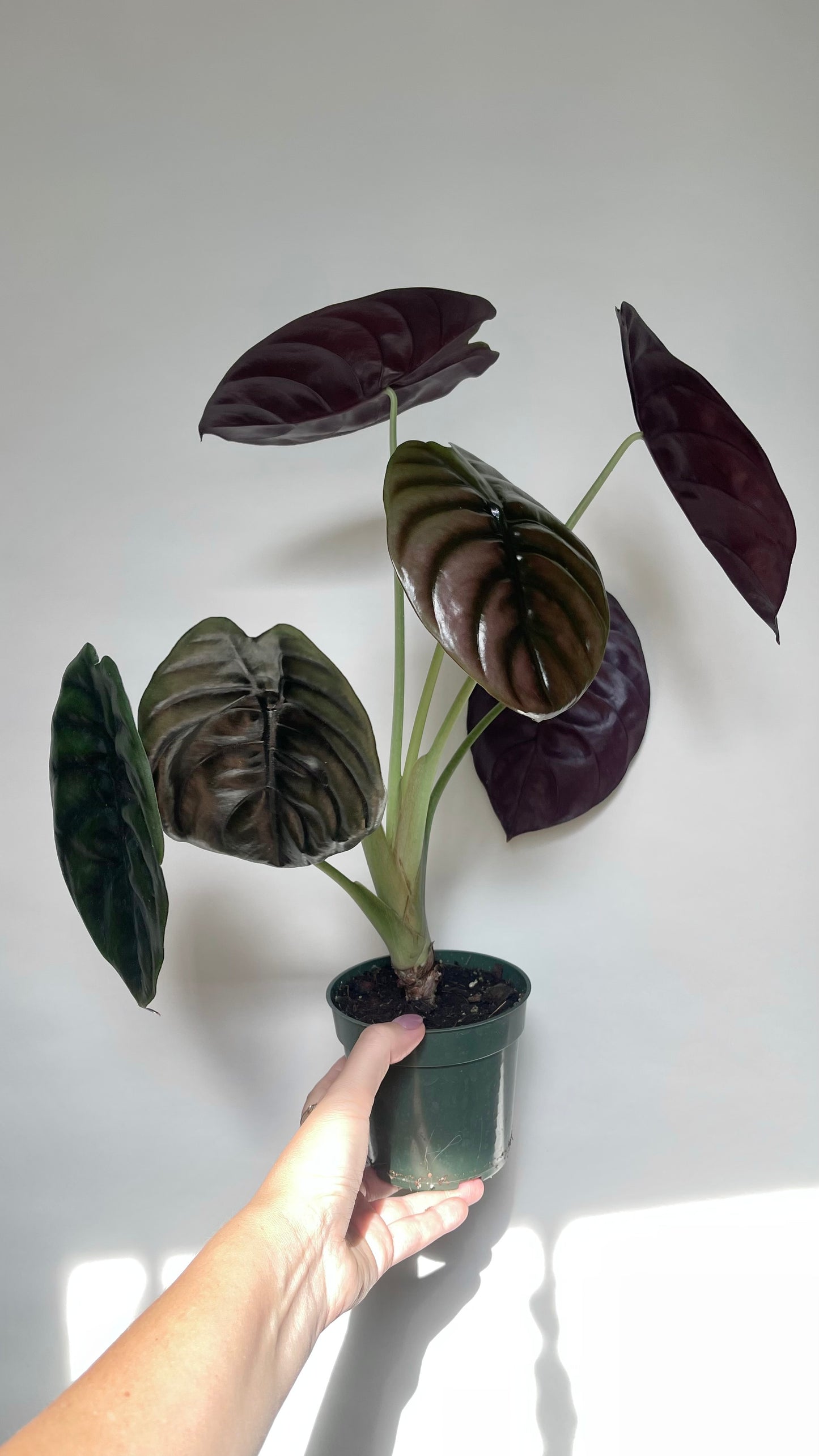 Alocasia Cuprea Red Secret 4” Pot